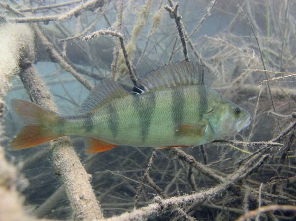 Perche  Perca fluviatilis